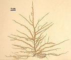 Mesogloia vermiculata2